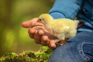 child holding a chick