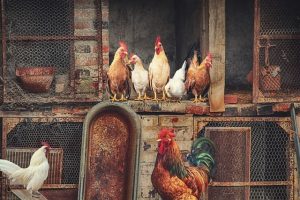 chickens, roosters in backyards